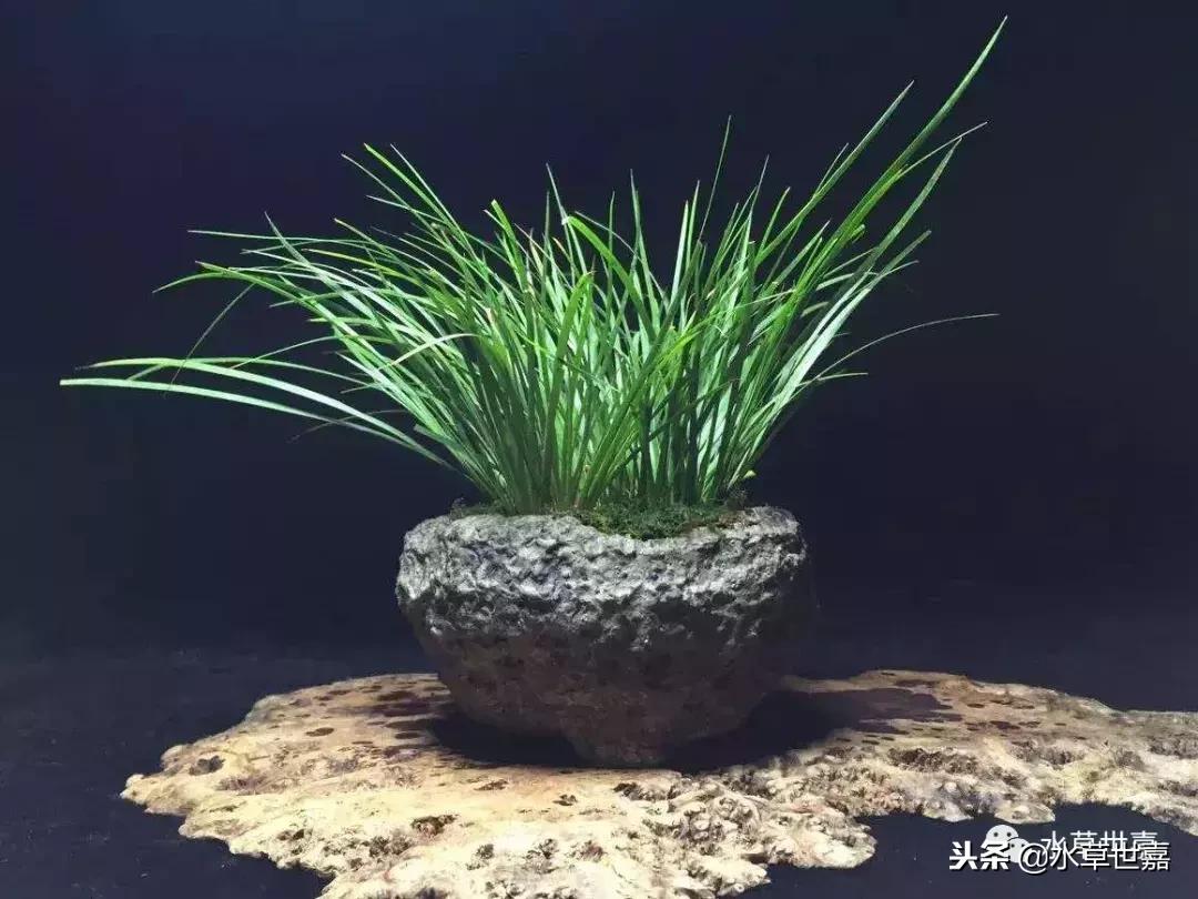 30cm水陆缸适合养什么,水陆缸植物前景中景后景搭配介绍