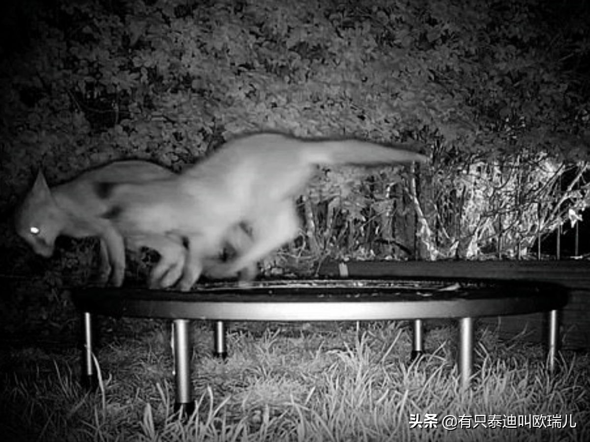 萌狐游乐场！狐狸夜闯花园大玩弹跳床翻滚跳跃萌翻天！