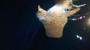 椹皵浠eか姘磋偤鑸瑰,椹皵浠eか姘磋偤娼滄按宀涘笨