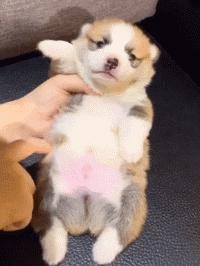 狗狗的宝宝,狗狗的宝宝日常