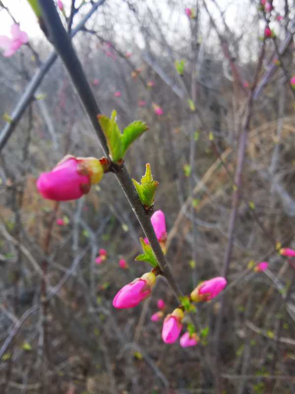 烟雨重游太平湖,重游太平古城游玩攻略
