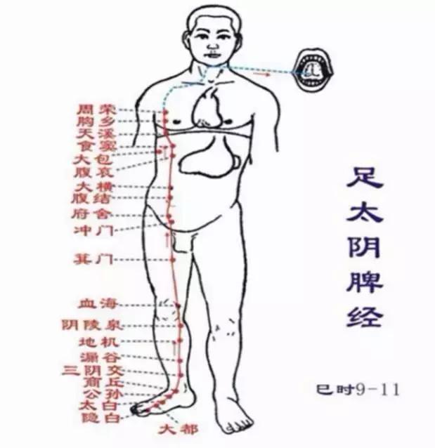 从零学中医按摩,从零学经络第七讲