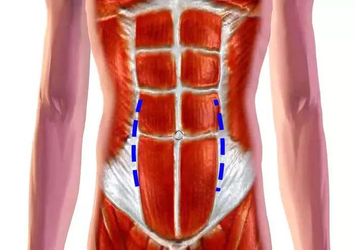 马甲线人鱼线教程,练人鱼线马甲线和鲨鱼肌