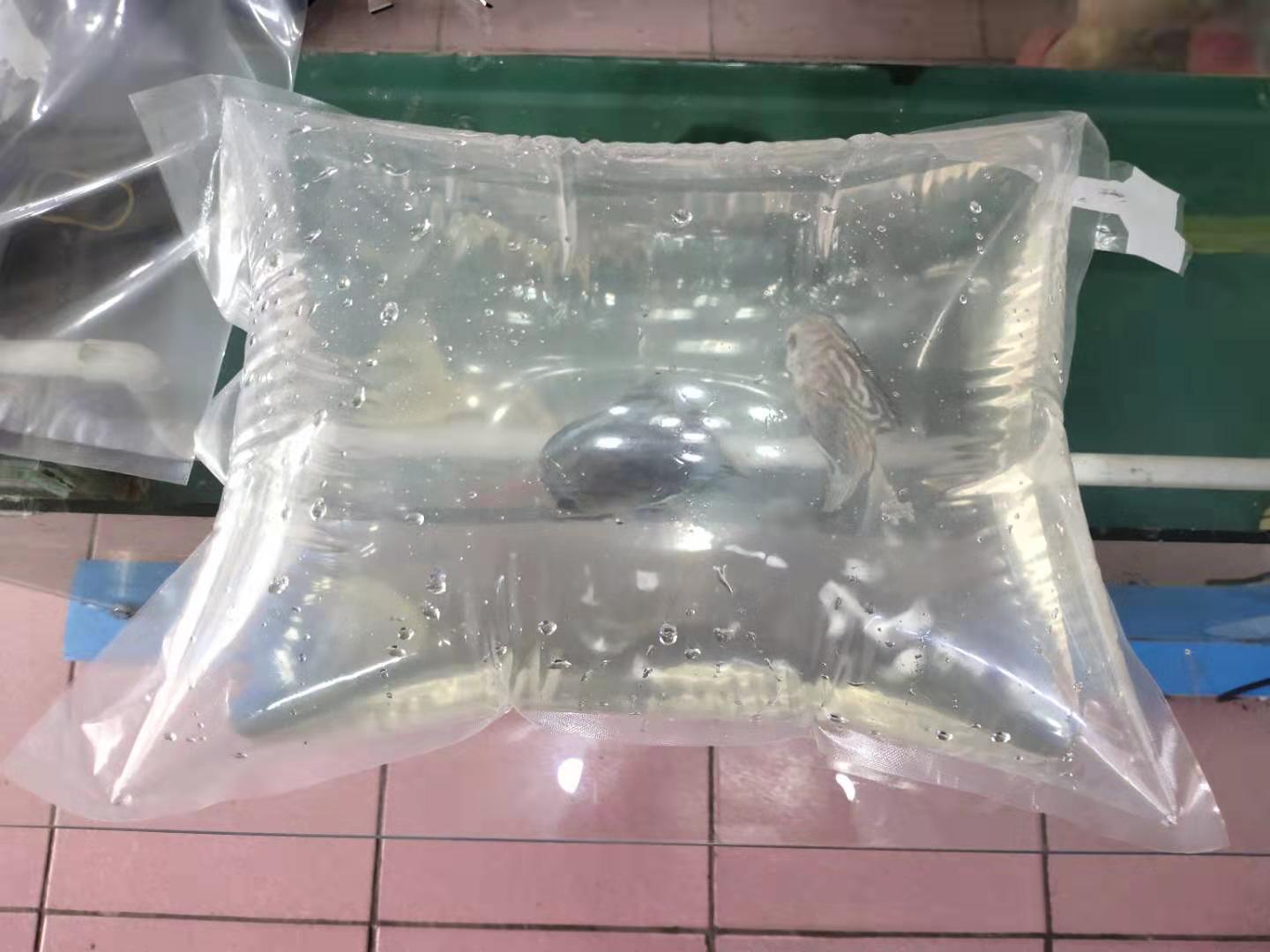 给别人送观赏鱼有什么讲究,邮寄观赏鱼怎么充氧