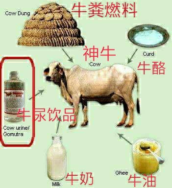 印度喝牛尿抗疫情国外评论,印度喝牛尿抵抗新冠肺炎