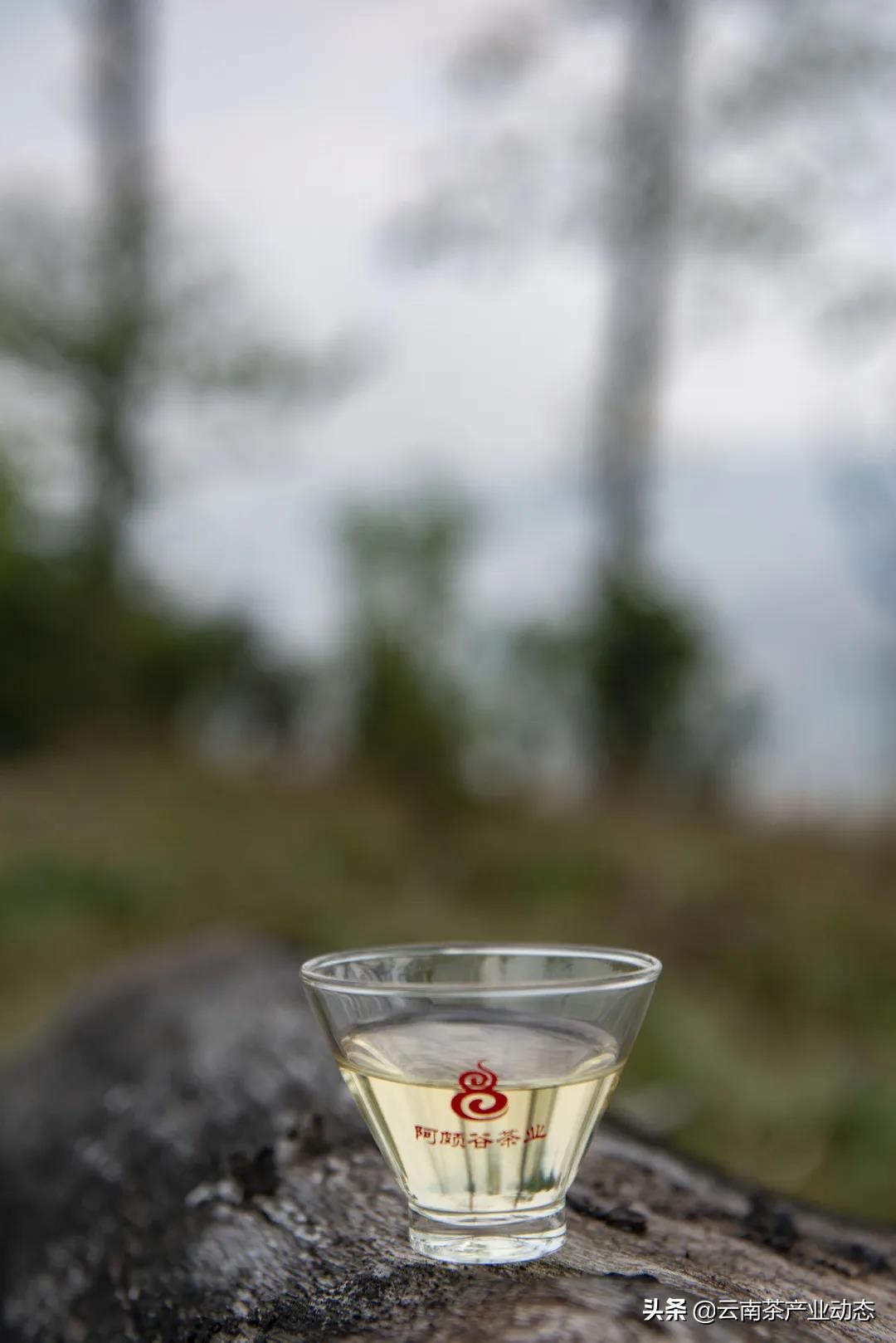 谷雨茶是什么用处的茶,谷雨茶是好茶吗怎么喝的