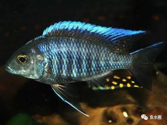 三湖慈鲷马鲷孔雀鱼多久发色,三湖慈鲷鱼之马鲷鱼