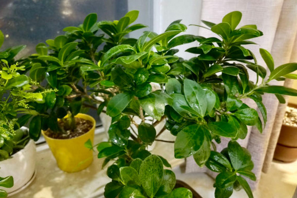 米兰移栽后套塑料袋,12度气温米兰需要用塑料袋套吗