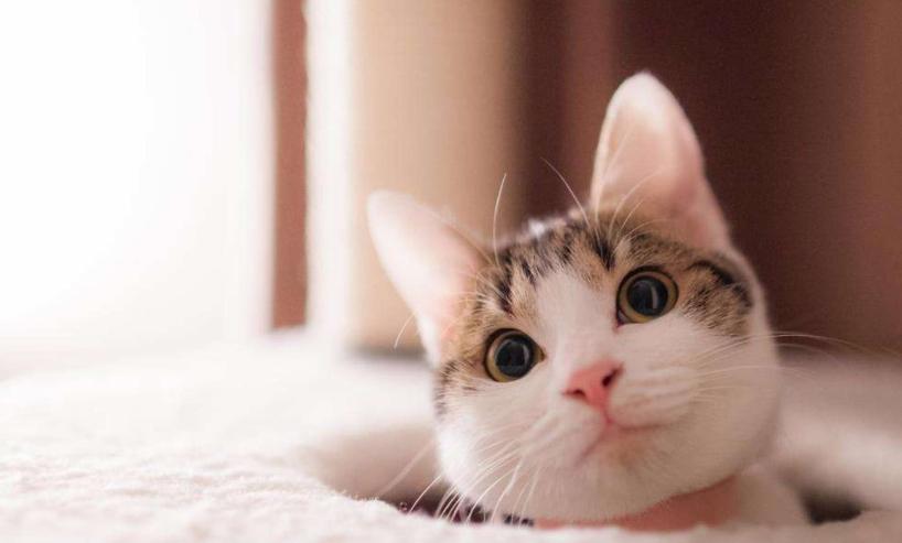 猫咪这五大“臭毛病”，你家猫咪占几个？