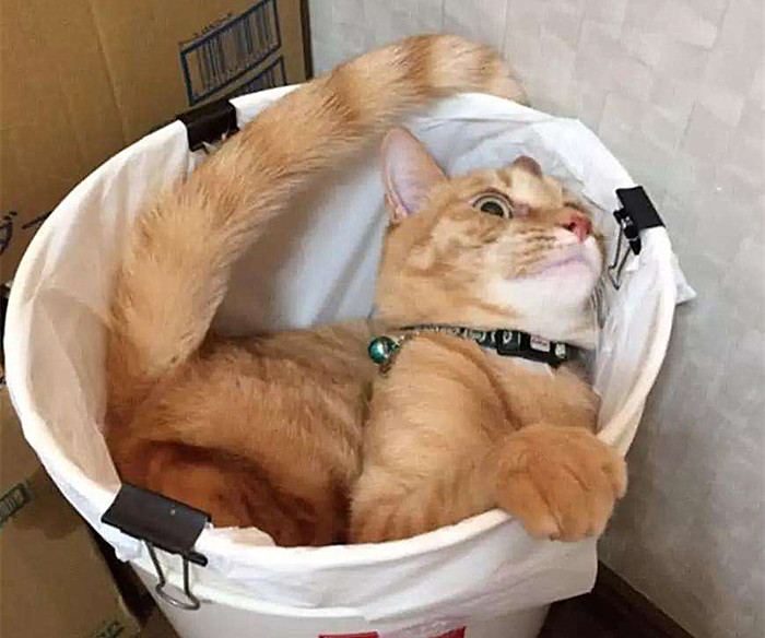 橘猫都逃不过的真香定律：铲屎官自制猫包，让猫咪爱上出门的感觉