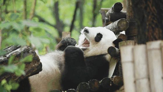 成都周边这5家绝美民宿，望星空，看云海，宛若人间仙境