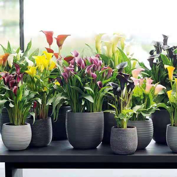 马蹄莲怎么养才能花开,马蹄莲花开了怎么处理