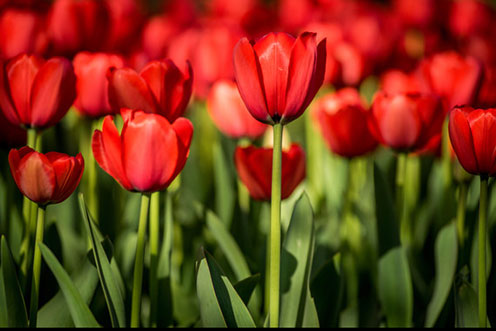观赏郁金香花感悟,郁金香的残花之美
