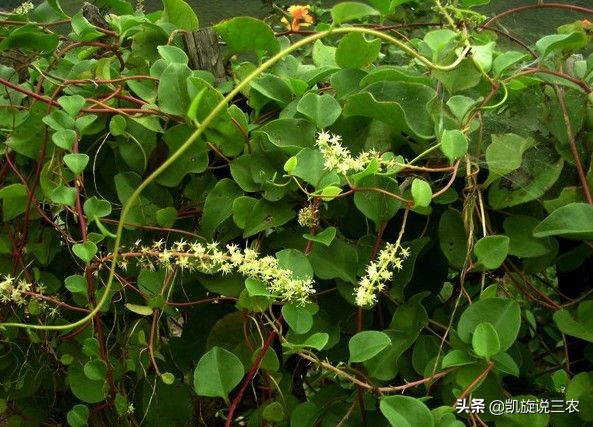 原产巴西路边常见草本,在国外没人要的野草