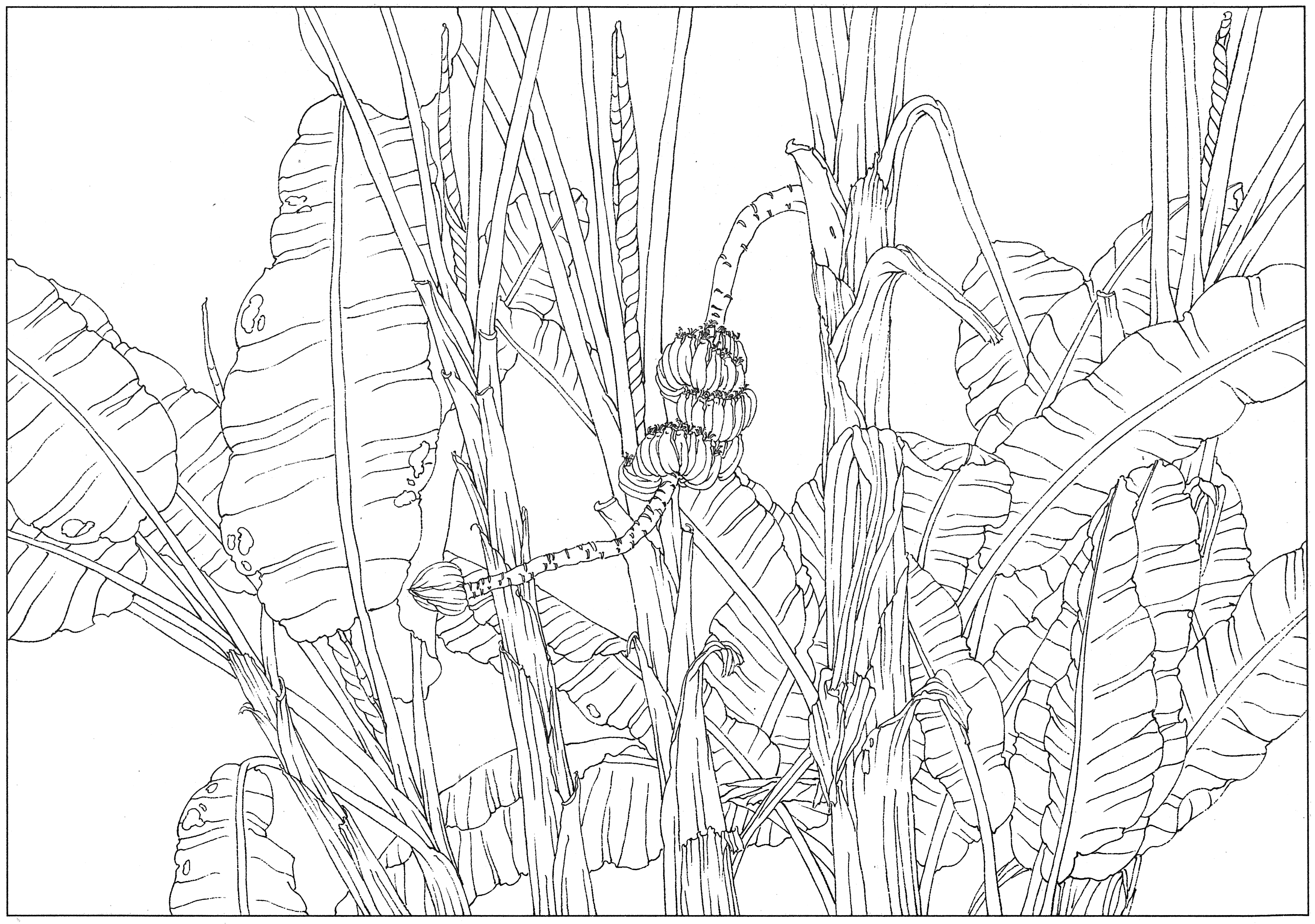 徐渭国画芭蕉作品,临摹徐渭墨梅芭蕉图