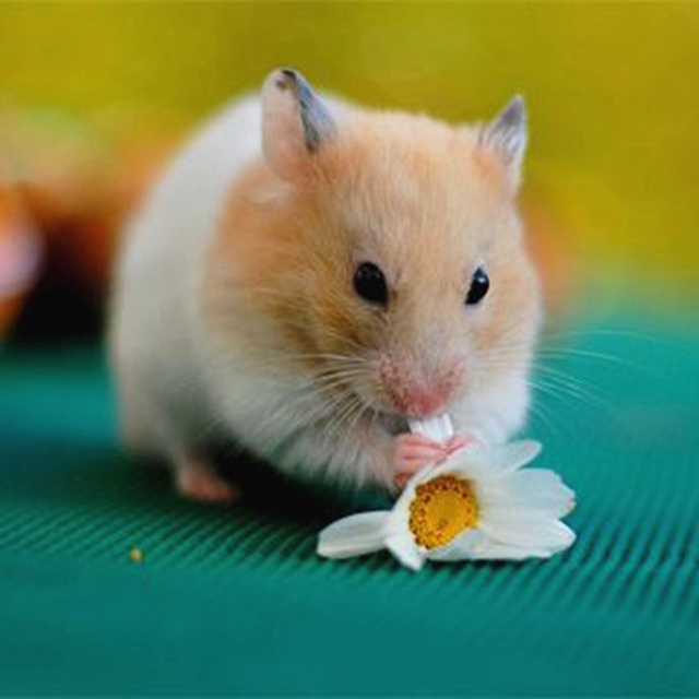 带仓鼠去公园赏花,鼠鼠无心赏花只想吃花朵,主人无奈又担心