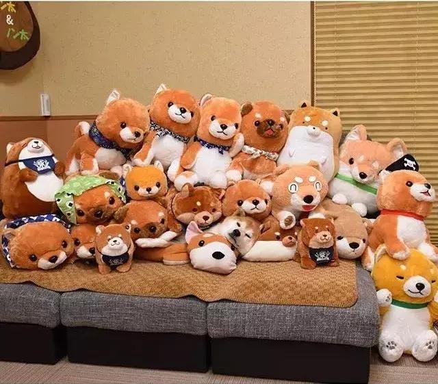 日本博主给两只柴犬买了几十只玩偶，变成大型实物版“连连看”…