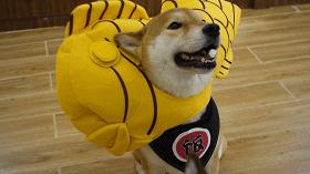 撸柴宠物乐园,广州番禺撸狗圣地