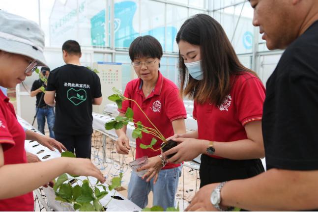 安徽长丰县草莓娘子军，征战云南120天，获得智慧草莓种植大赛卓越奖