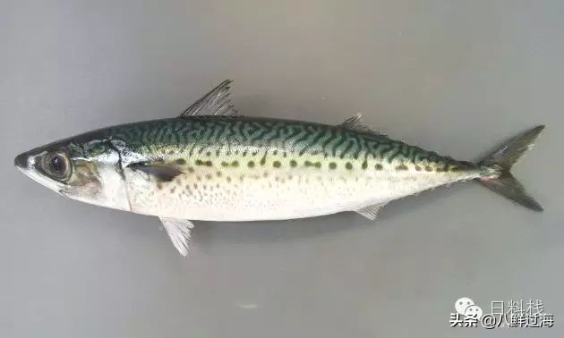 鲭鱼｜虽生犹死的那种境界……