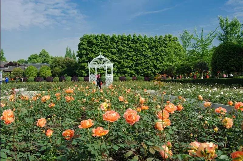 温江星河world项目重点,温江金马正在规划的重点项目