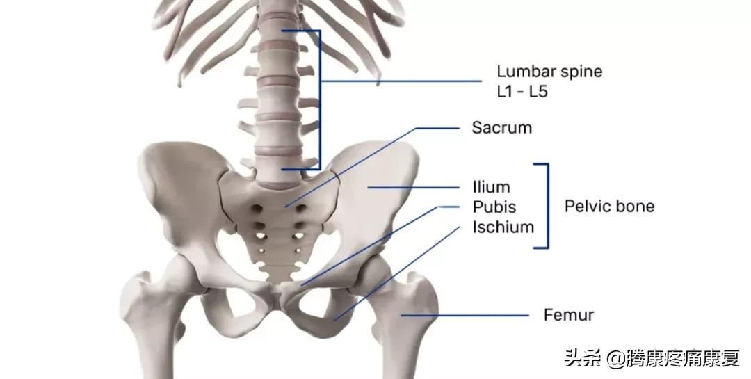 怎么解决下交叉综合症,下交叉综合征改善训练