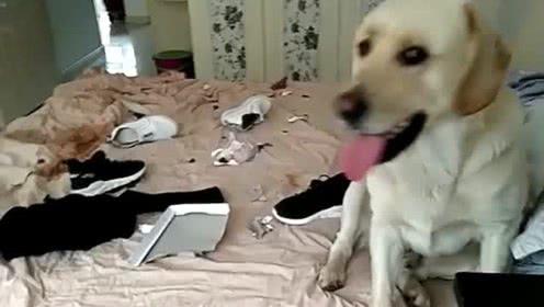 拉布拉多怎么样养最省钱,怎么把拉布拉多养得非常健康