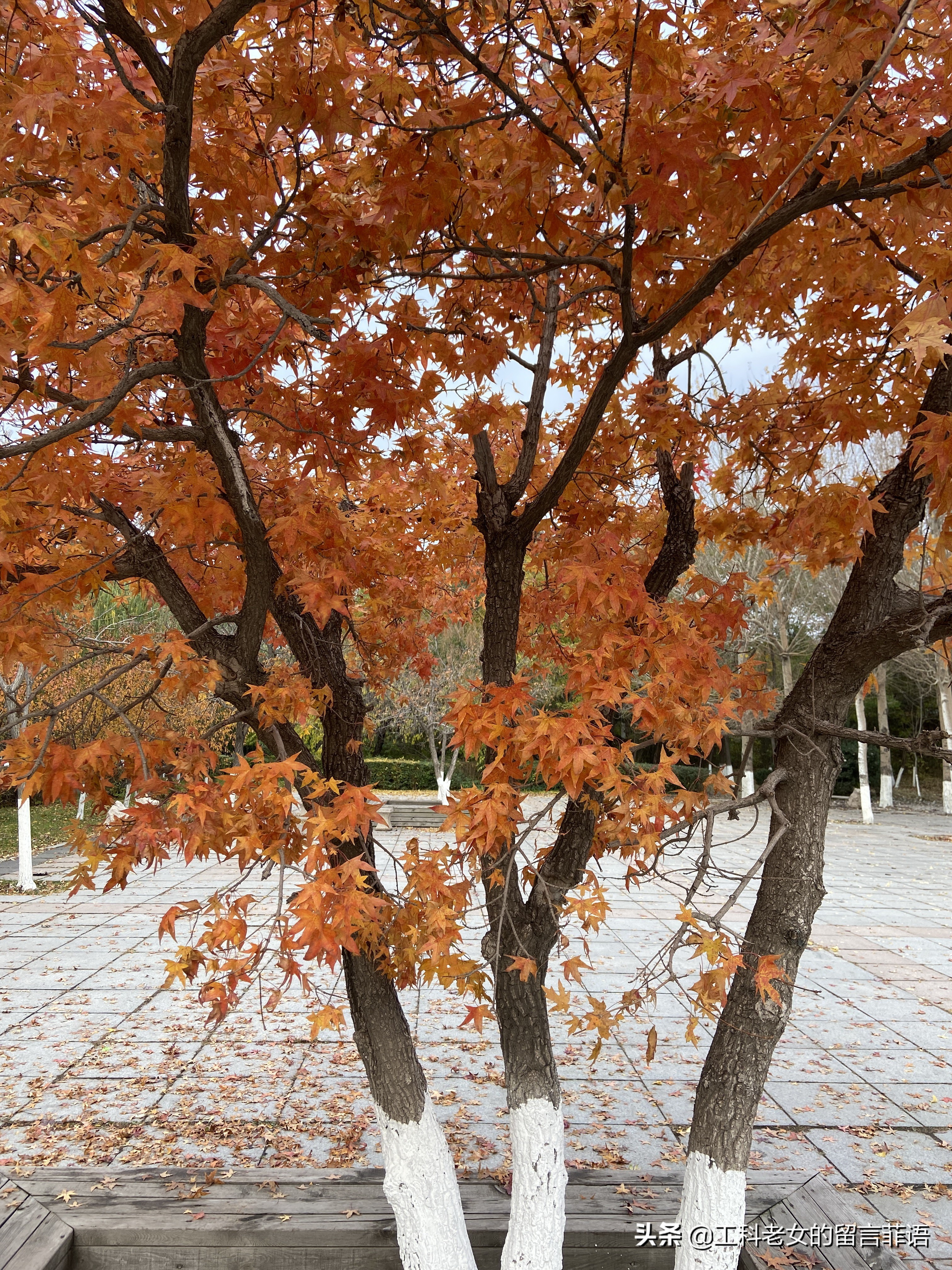 沈阳看秋叶好去处,沈阳秋叶