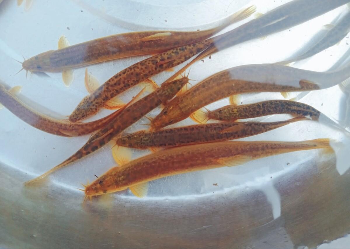 泥鳅养殖致富案例,80后小伙返乡养泥鳅