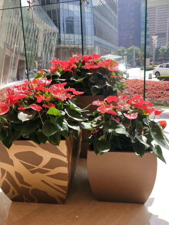 公司绿植购买租赁方案,绿植租摆服务的策划方案