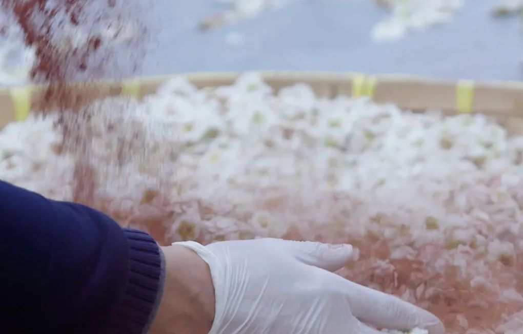 梅花香荷花,什么样的梅花香最好