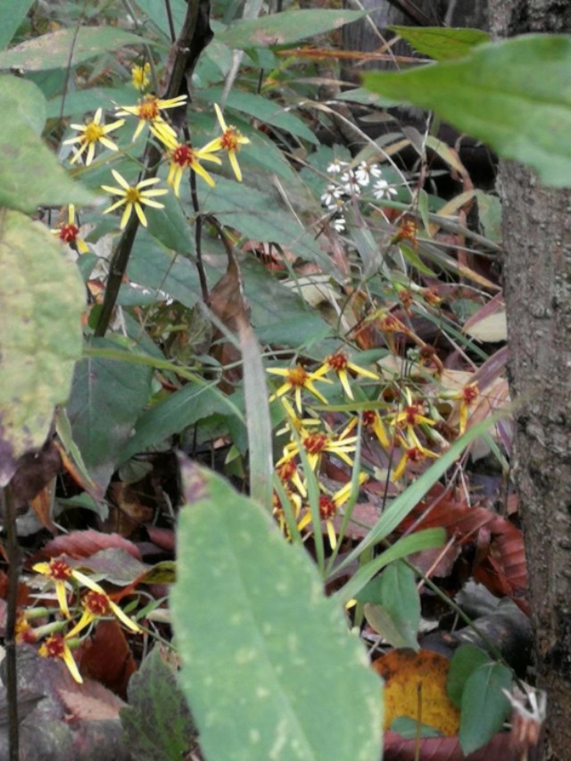 天门山一个人旅游,天门山的特别之处
