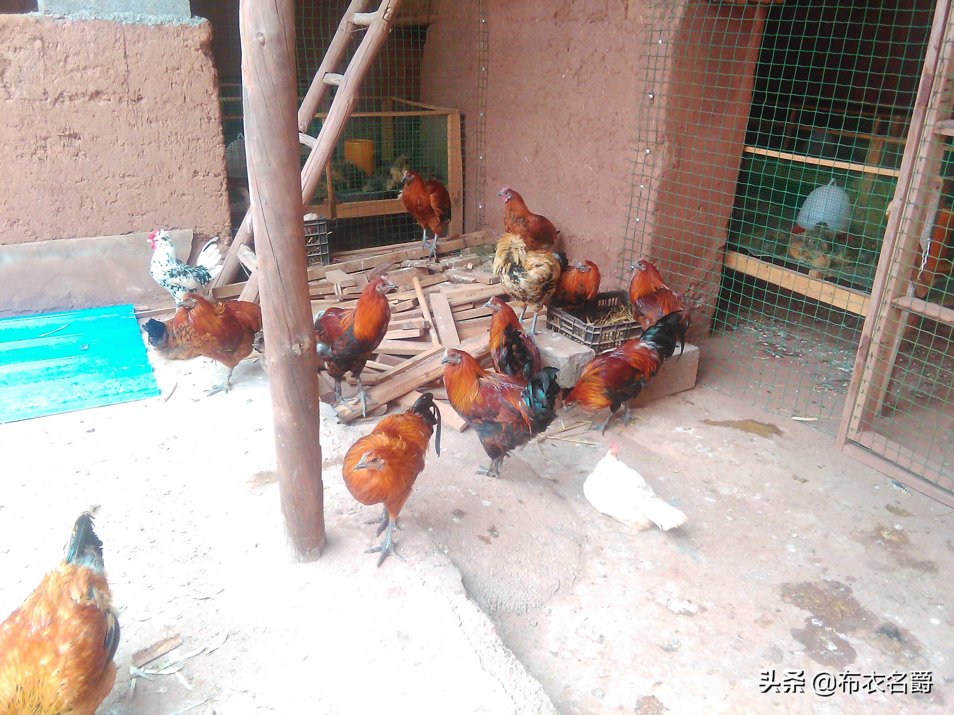 兽医牛病实用手册,犊牛腹泻体虚治疗方法