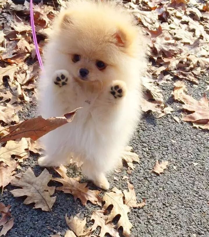 白色博美怎么修毛好看,博美修毛后多久才能长回原样