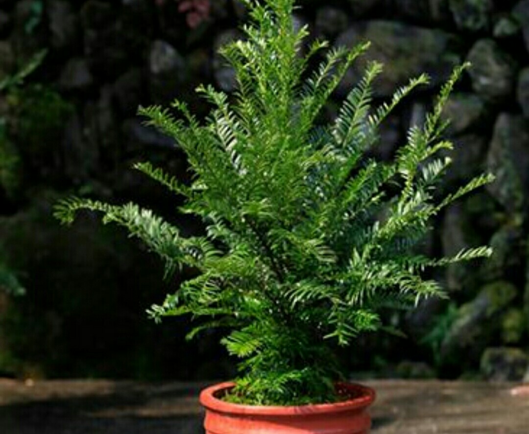 家里种植的红豆杉怎么繁殖,红豆杉怎样管理才能不黄叶