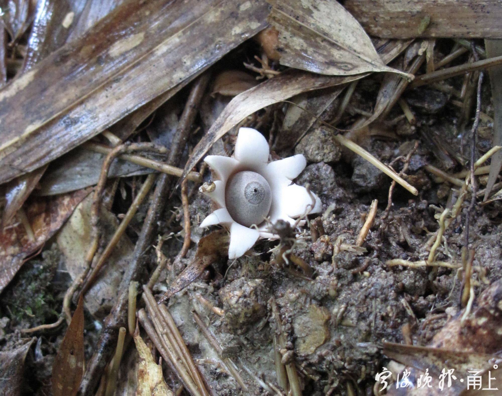 超长梅雨季菌物“狂欢”！鲜艳的有毒朴素的无毒？不一定！一起来了解下