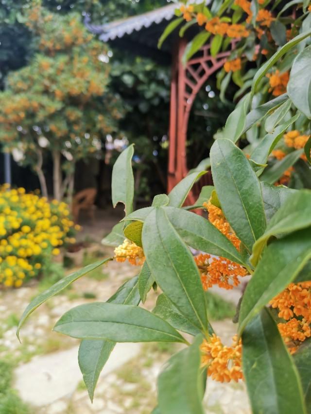 云南香格里拉的优质松茸,云南香格里拉德钦松茸