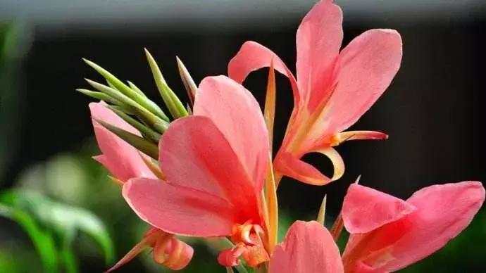 双流空港秘密花园,双流不要门票的公园