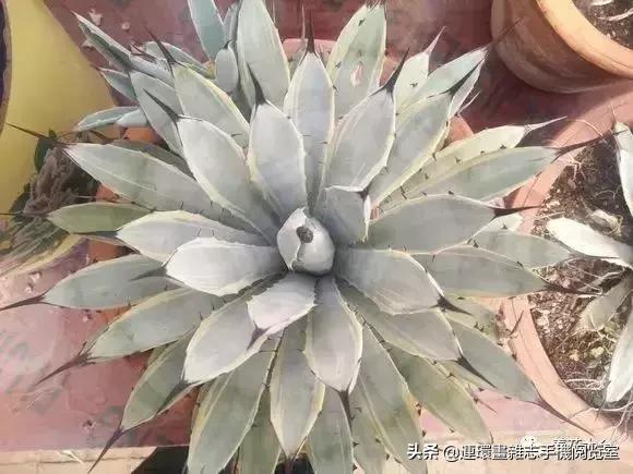 100种常见花卉植物图谱,100种花卉素描图谱