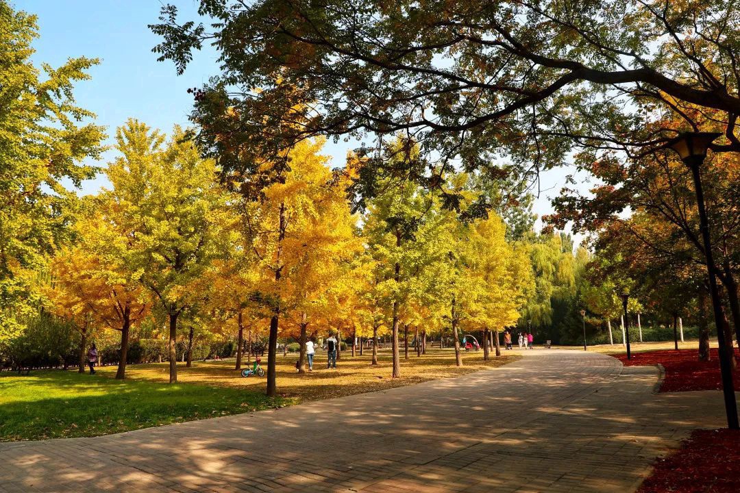 17处京城绝美银杏观赏点，看看有没有家门口的？