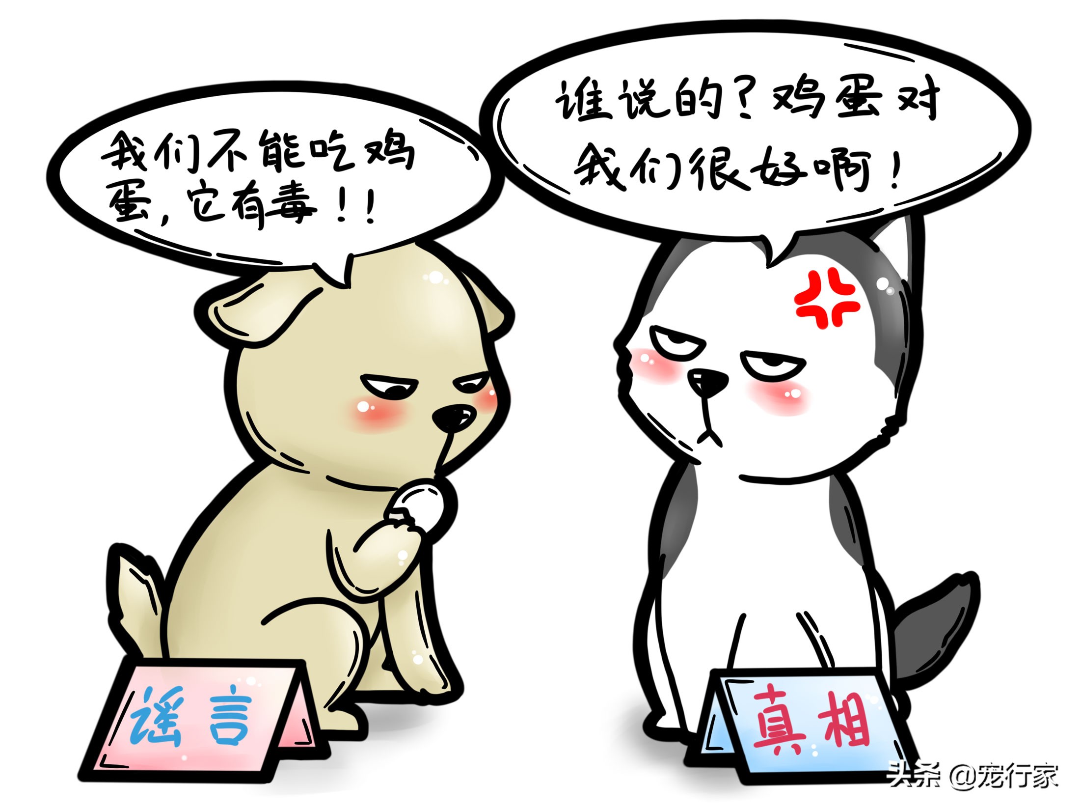 狗可以吃鸡蛋吗为什么,狗吃蛋壳