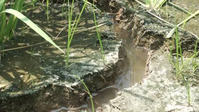 稻田里裂口像拳头那么大，50米外的水渠却满满是水？私拉电线好危险只能干着急