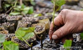 苗木假植应注意哪些问题,果树种植风险及避险措施