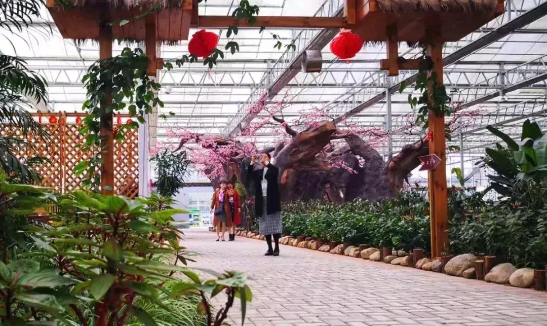 精品寒兰展,福建连城寒兰节