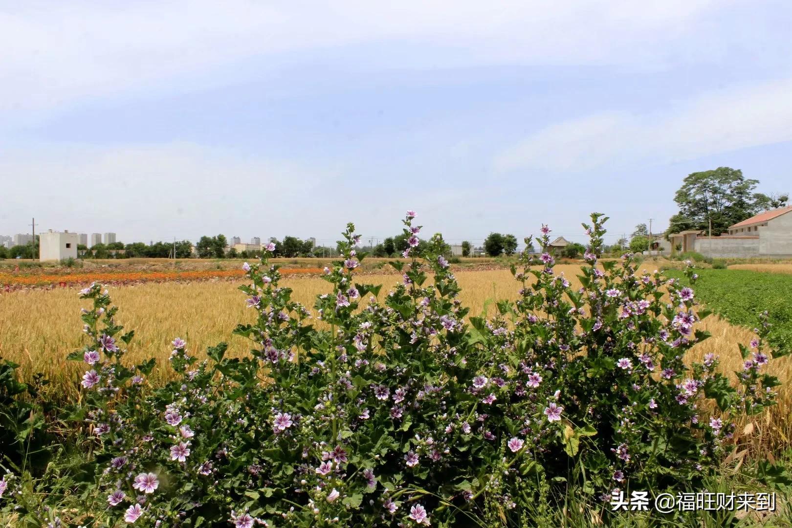 6月5号芒种,2018年6月6日芒种