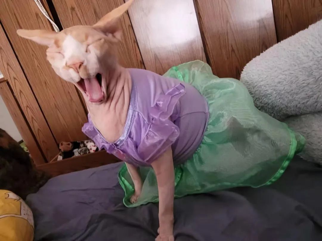 小猫咪换装公主裙,小猫咪穿上可爱漂亮的裙子