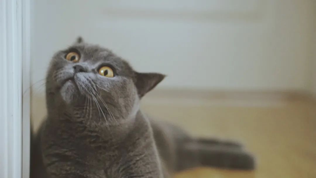 如何防止猫咪在天台乱拉乱尿,猫咪老是在猫窝尿尿怎么治