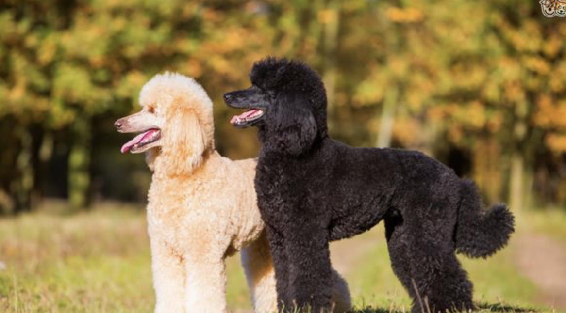 巨型贵宾犬毛色越来越淡怎么办,养一只巨型贵宾犬一个月多少钱