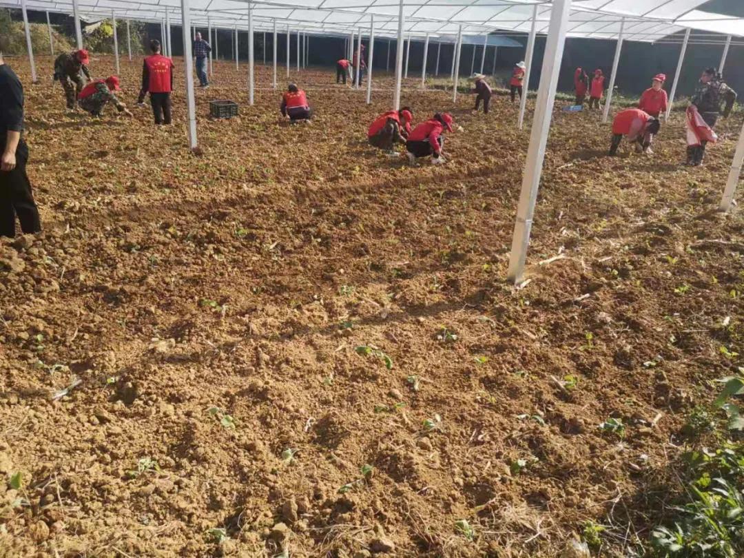 碧江区川硐规划,川硐致富