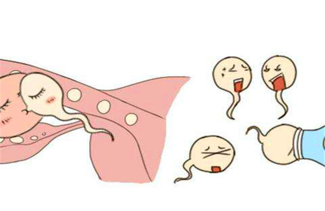 精子和卵子多久才能结合,精子与卵子多久结合在一起